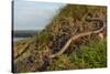 Slow worm (Anguis fragilis) on coastal clifftop grassland. Cornwall, England, UK-Nick Upton-Stretched Canvas