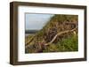 Slow worm (Anguis fragilis) on coastal clifftop grassland. Cornwall, England, UK-Nick Upton-Framed Photographic Print