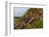 Slow worm (Anguis fragilis) on coastal clifftop grassland. Cornwall, England, UK-Nick Upton-Framed Photographic Print