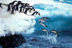 Adelie Penguin, Pygoscelis Adeliae, Group Leaping into Ocean, Paulet Island in Antarctica-slowmotiongli-Photographic Print