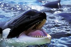 Killer Whale, Orcinus Orca, Adult with Open Mouth-slowmotiongli-Photographic Print