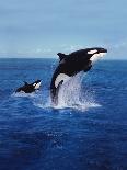 KILLER WHALE Orcinus Orca, PAIR Leaping, CANADA-slowmotiongli-Framed Photographic Print