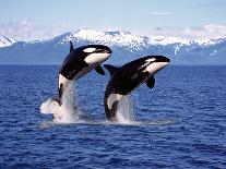 KILLER WHALE Orcinus Orca, PAIR Leaping, CANADA-slowmotiongli-Mounted Photographic Print