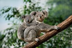 Koala, Phascolarctos Cinereus, Female Carrying Young on its Back-slowmotiongli-Photographic Print