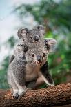 Koala, Phascolarctos Cinereus, Female Carrying Young on its Back-slowmotiongli-Photographic Print