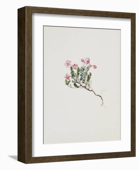 Small Alpine Rose-Moritz Michael Daffinger-Framed Art Print