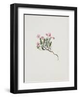 Small Alpine Rose-Moritz Michael Daffinger-Framed Art Print