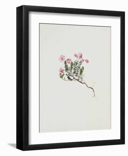 Small Alpine Rose-Moritz Michael Daffinger-Framed Art Print