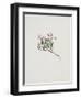 Small Alpine Rose-Moritz Michael Daffinger-Framed Art Print