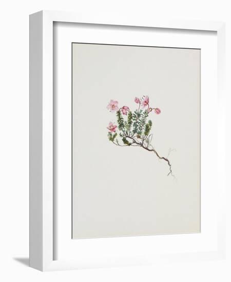 Small Alpine Rose-Moritz Michael Daffinger-Framed Art Print