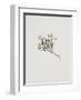Small Alpine Rose-Moritz Michael Daffinger-Framed Art Print