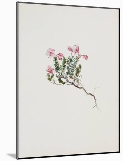Small Alpine Rose-Moritz Michael Daffinger-Mounted Art Print