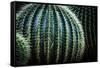 Small And Large Barrel Cactus-Anthony Paladino-Framed Stretched Canvas