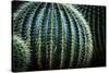 Small And Large Barrel Cactus-Anthony Paladino-Stretched Canvas