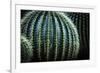 Small And Large Barrel Cactus-Anthony Paladino-Framed Premium Giclee Print