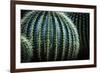 Small And Large Barrel Cactus-Anthony Paladino-Framed Premium Giclee Print