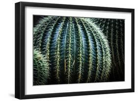 Small And Large Barrel Cactus-Anthony Paladino-Framed Giclee Print