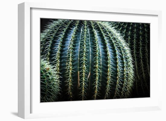 Small And Large Barrel Cactus-Anthony Paladino-Framed Giclee Print