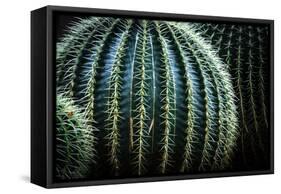 Small And Large Barrel Cactus-Anthony Paladino-Framed Stretched Canvas