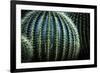 Small And Large Barrel Cactus-Anthony Paladino-Framed Giclee Print