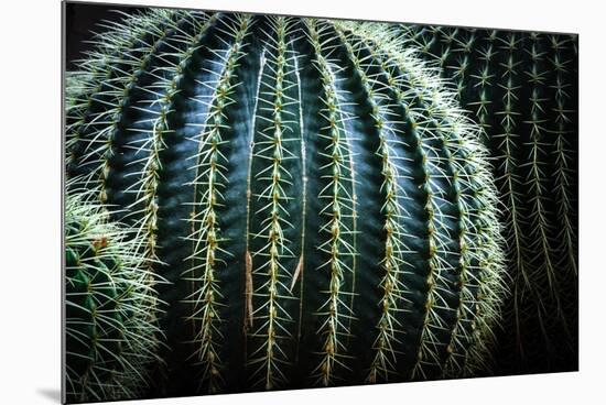 Small And Large Barrel Cactus-Anthony Paladino-Mounted Giclee Print