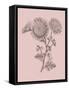 Small Anemone Blush Pink Flower-Jasmine Woods-Framed Stretched Canvas