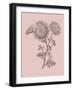 Small Anemone Blush Pink Flower-Jasmine Woods-Framed Art Print