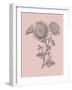 Small Anemone Blush Pink Flower-Jasmine Woods-Framed Art Print