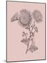 Small Anemone Blush Pink Flower-Jasmine Woods-Mounted Art Print