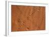 Small Animal Tracks in Sand, Tok Tokkie Trail, Namibrand Nature Reserve, Namibia, Africa-Ann and Steve Toon-Framed Photographic Print