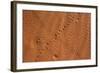 Small Animal Tracks in Sand, Tok Tokkie Trail, Namibrand Nature Reserve, Namibia, Africa-Ann and Steve Toon-Framed Photographic Print