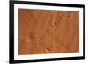 Small Animal Tracks in Sand, Tok Tokkie Trail, Namibrand Nature Reserve, Namibia, Africa-Ann and Steve Toon-Framed Photographic Print