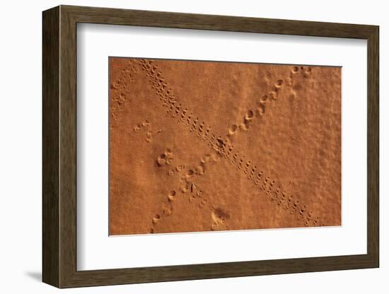 Small Animal Tracks in Sand, Tok Tokkie Trail, Namibrand Nature Reserve, Namibia, Africa-Ann and Steve Toon-Framed Photographic Print