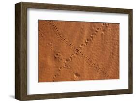 Small Animal Tracks in Sand, Tok Tokkie Trail, Namibrand Nature Reserve, Namibia, Africa-Ann and Steve Toon-Framed Photographic Print