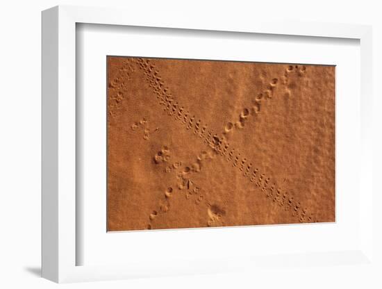 Small Animal Tracks in Sand, Tok Tokkie Trail, Namibrand Nature Reserve, Namibia, Africa-Ann and Steve Toon-Framed Photographic Print