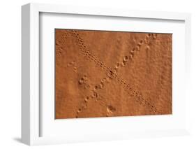 Small Animal Tracks in Sand, Tok Tokkie Trail, Namibrand Nature Reserve, Namibia, Africa-Ann and Steve Toon-Framed Photographic Print