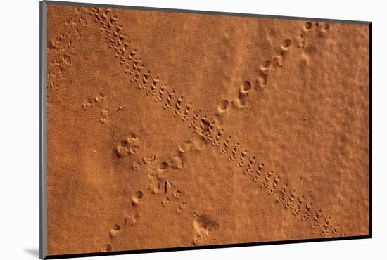 Small Animal Tracks in Sand, Tok Tokkie Trail, Namibrand Nature Reserve, Namibia, Africa-Ann and Steve Toon-Mounted Photographic Print