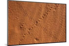 Small Animal Tracks in Sand, Tok Tokkie Trail, Namibrand Nature Reserve, Namibia, Africa-Ann and Steve Toon-Mounted Photographic Print