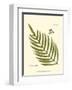 Small Antique Fern I-null-Framed Art Print