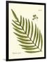 Small Antique Fern I-Vision Studio-Framed Art Print