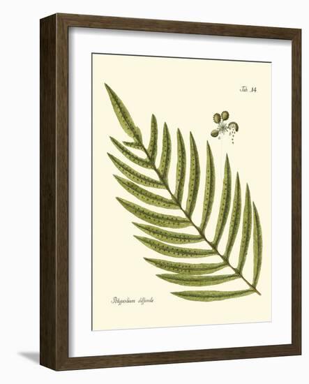 Small Antique Fern I-Vision Studio-Framed Art Print