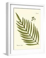 Small Antique Fern I-Vision Studio-Framed Art Print