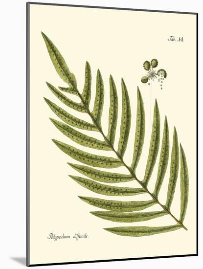 Small Antique Fern I-Vision Studio-Mounted Art Print