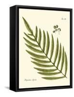 Small Antique Fern I-Vision Studio-Framed Stretched Canvas