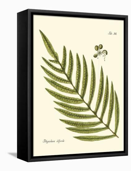 Small Antique Fern I-Vision Studio-Framed Stretched Canvas