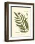 Small Antique Fern II-null-Framed Art Print