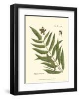 Small Antique Fern II-null-Framed Art Print