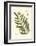 Small Antique Fern II-null-Framed Art Print