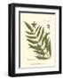 Small Antique Fern II-null-Framed Art Print