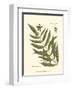 Small Antique Fern II-null-Framed Art Print